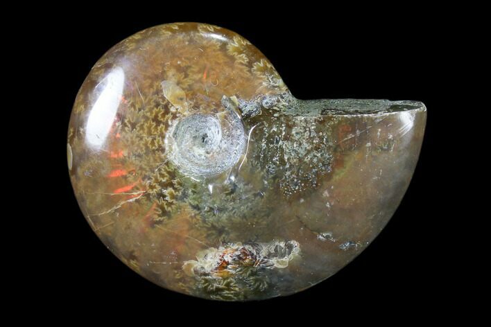 Iridescent, Red Flash Ammonite - Madagascar #82439